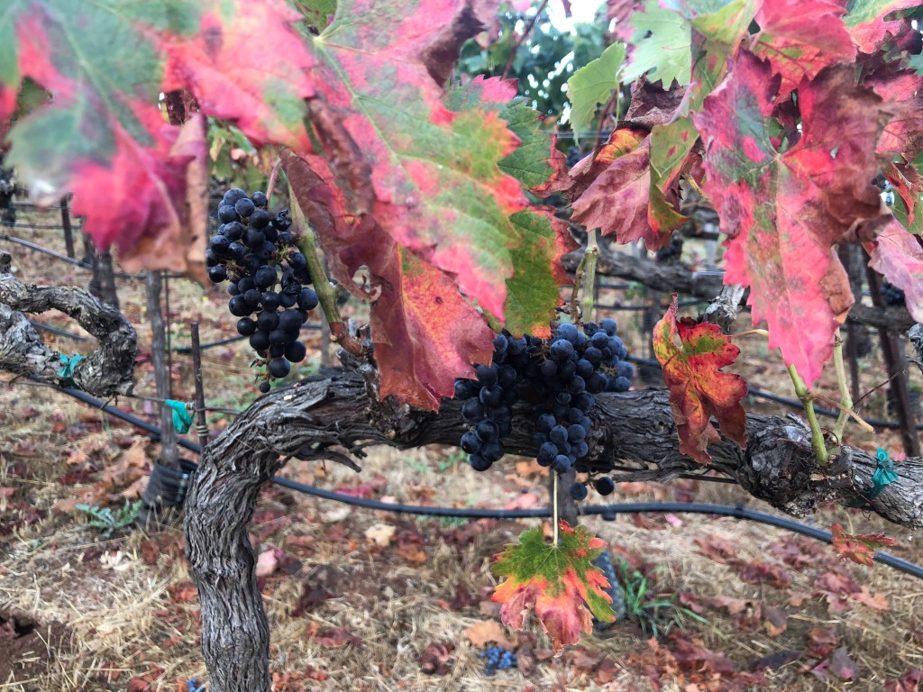 Reuniting with Friends in Napa